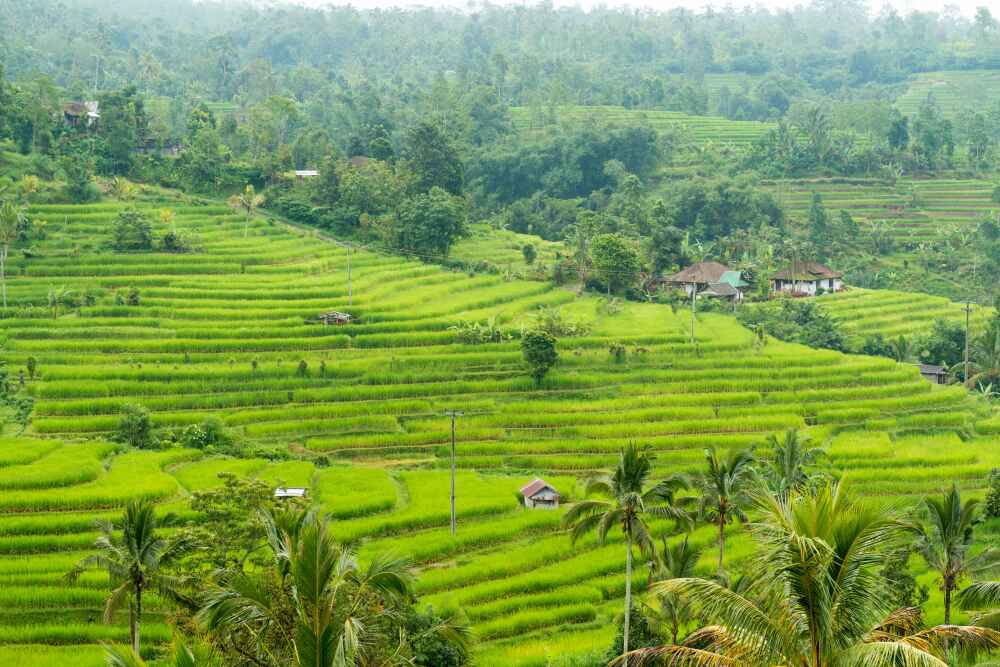 Tegalalang Rice Terraces in Bali