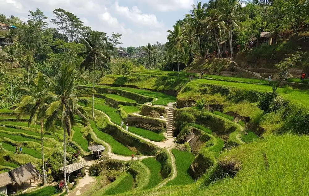 Bali rice terraces