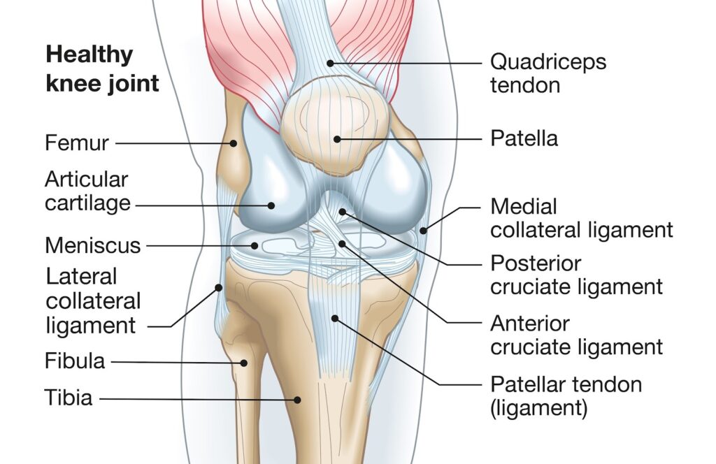 Healthy Knee Joint 