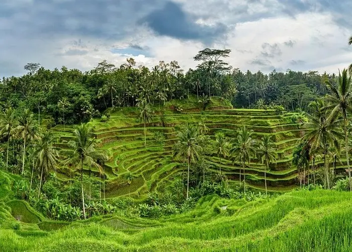 Tegallalang Rice Terraces